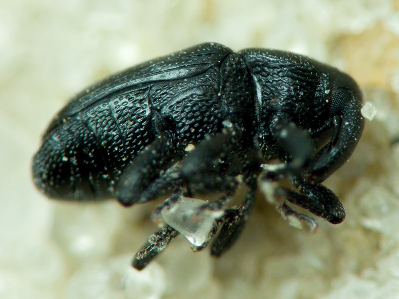 Labiaticola sibiricus (Faust, 1890)
